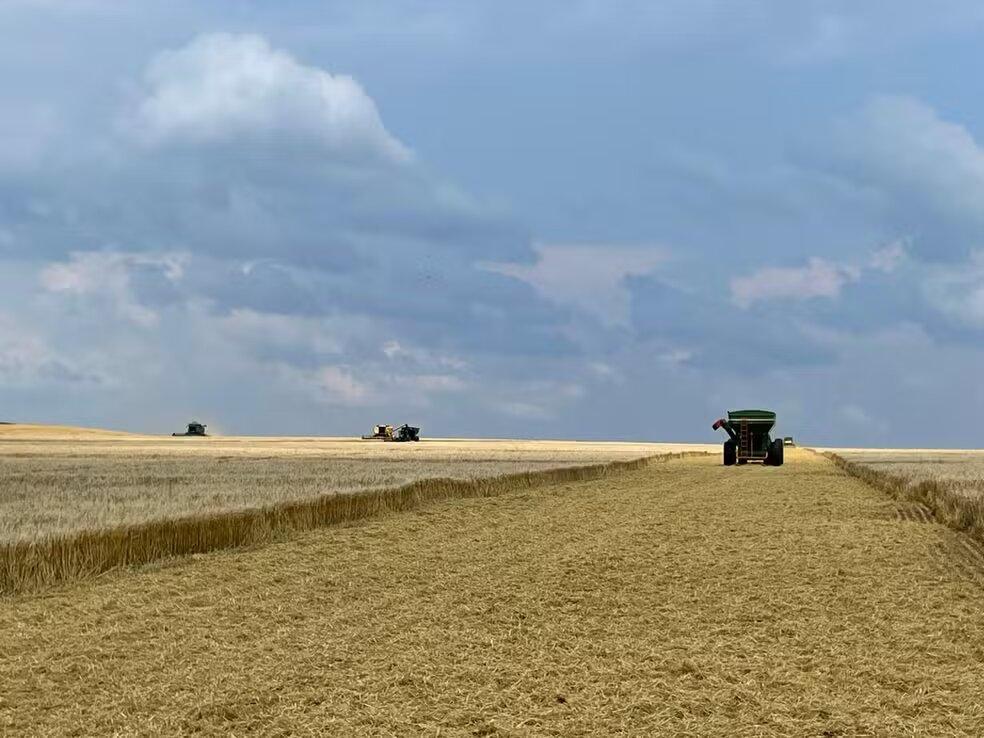Com ajuda do tempo seco, produção de trigo deve crescer em 2024 mesmo com queda da área plantada