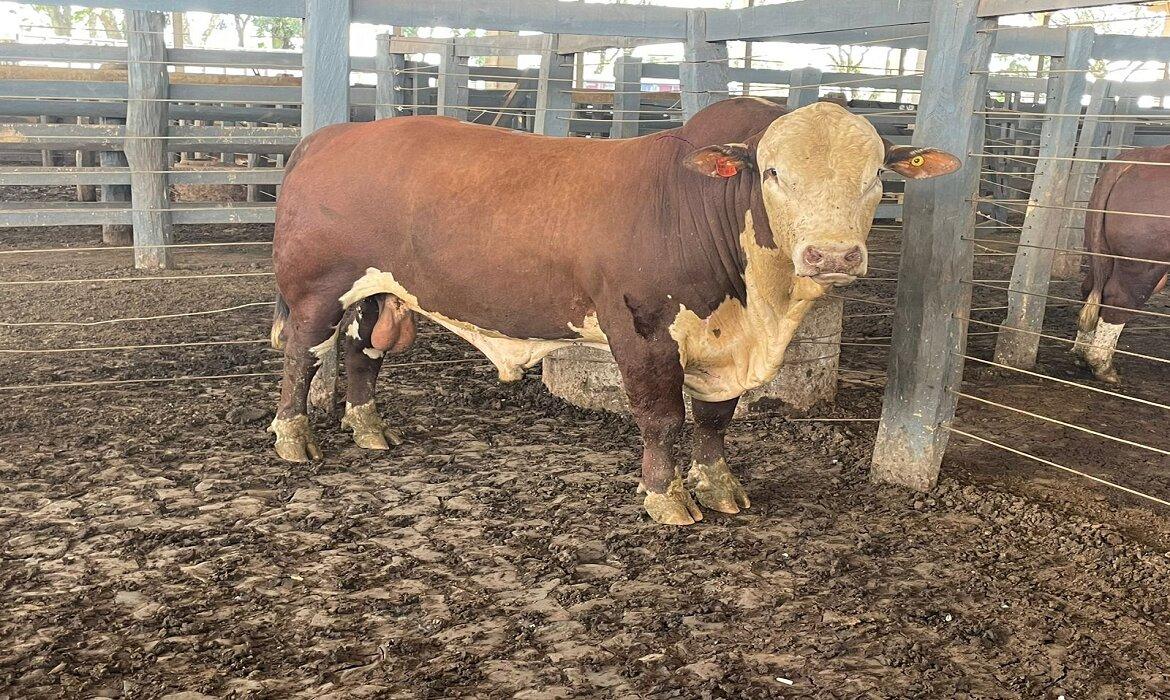 Sucesso total no 6º leilão RPK genética da Sociedade Rural Vale do Iguaçu