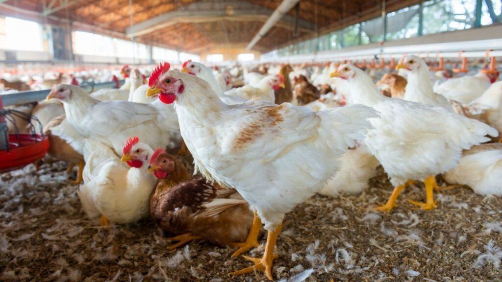 Ministério da Agricultura e Pecuária confirma primeiro foco de gripe aviária em granja comercial no Brasil